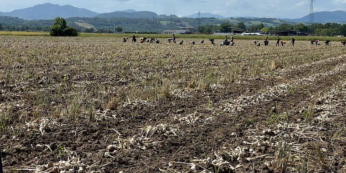 Aglio italiano, la campagna prosegue tra sfide e difficoltà